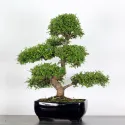 ORME DE CHINE "Ulmus parvifolia" 3-4