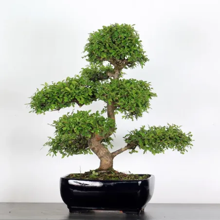 Bonsai Orme de Chine OR-3-4