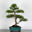 ORME DE CHINE "Ulmus parvifolia" 3-8