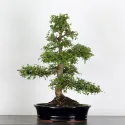ORME DE CHINE "Ulmus parvifolia" 3-9