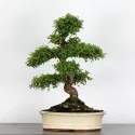 ORME DE CHINE "Ulmus parvifolia" 4-3