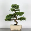 ORME DE CHINE "Ulmus parvifolia" 4-4