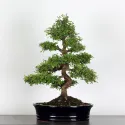 ORME DE CHINE "Ulmus parvifolia" 4-6