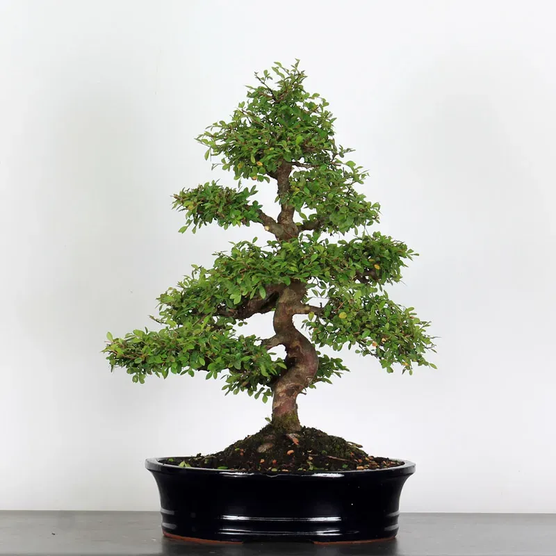 Bonsai Orme de Chine OR-4-6