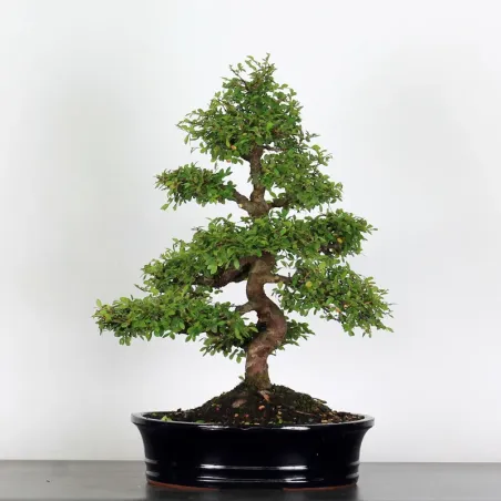 ORME DE CHINE "Ulmus parvifolia" 4-6