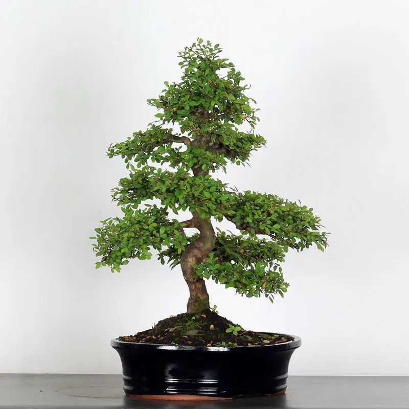 image supplémentaire - ORME DE CHINE "Ulmus...
