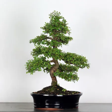 image supplémentaire - ORME DE CHINE "Ulmus...