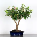 Camellia japonica 1-2