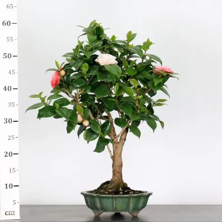 image supplémentaire - Camellia japonica 1-7