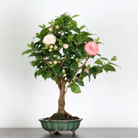 Camellia japonica 1-7