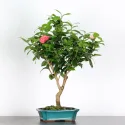 Camellia japonica 1-10