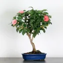 Camellia japonica 1-11