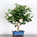Camellia japonica 1-12