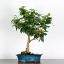 Camellia japonica 2-2