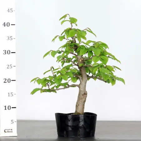 image supplémentaire - PREBONSAI CHARME "CARPINUS"...