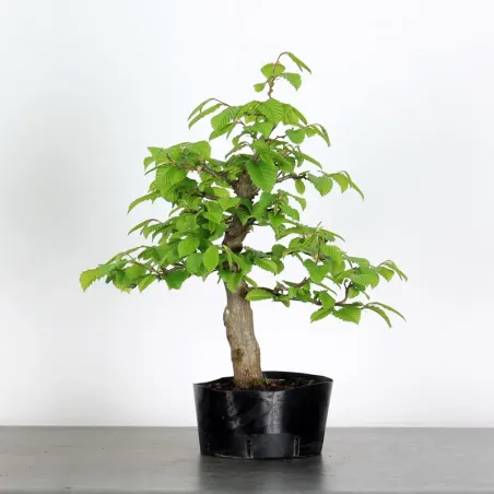 PREBONSAI CHARME "CARPINUS" n°2