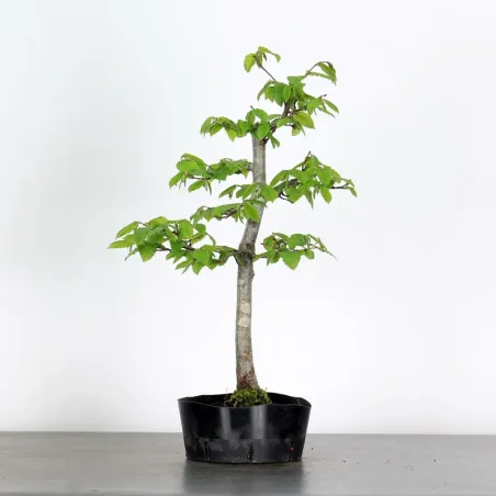 PREBONSAI CHARME "CARPINUS" n°6