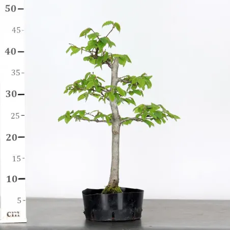 image supplémentaire - PREBONSAI CHARME "CARPINUS"...