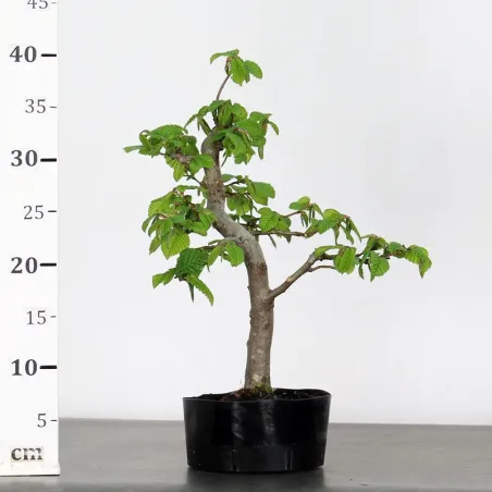 image supplémentaire - PREBONSAI CHARME "CARPINUS"...
