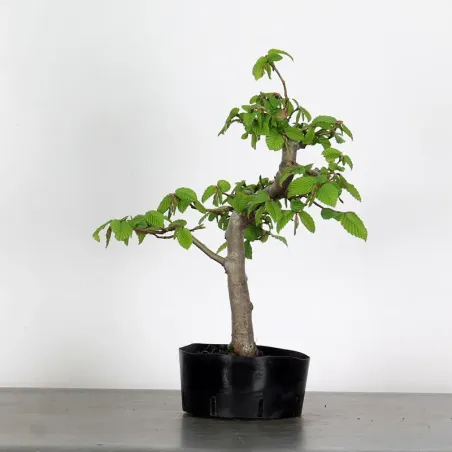 PREBONSAI CHARME "CARPINUS" N°8