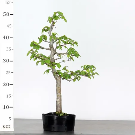 image supplémentaire - PREBONSAI CHARME "CARPINUS"...