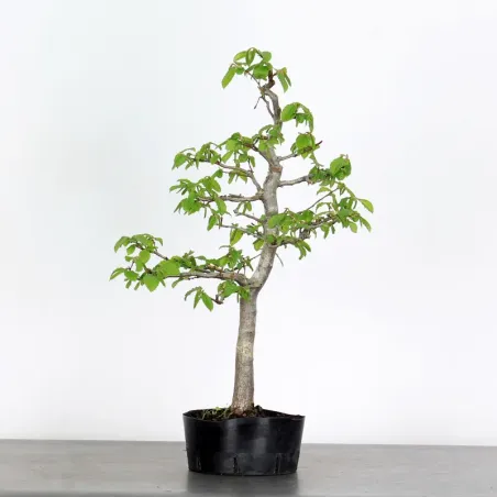 PREBONSAI CHARME "CARPINUS" N°9