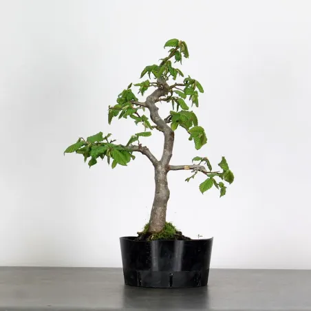 PREBONSAI CHARME "CARPINUS" N°10