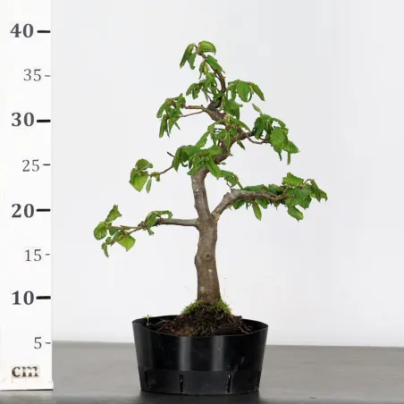 image supplémentaire - PREBONSAI CHARME "CARPINUS"...
