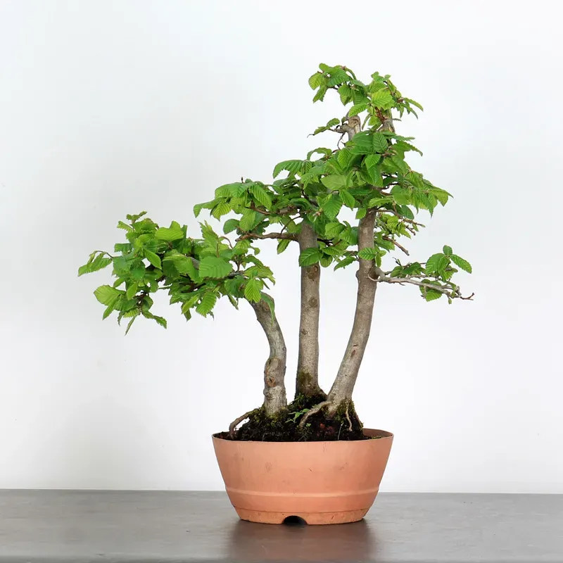 PREBONSAI FORÊT CHARME "CARPINUS" N°11