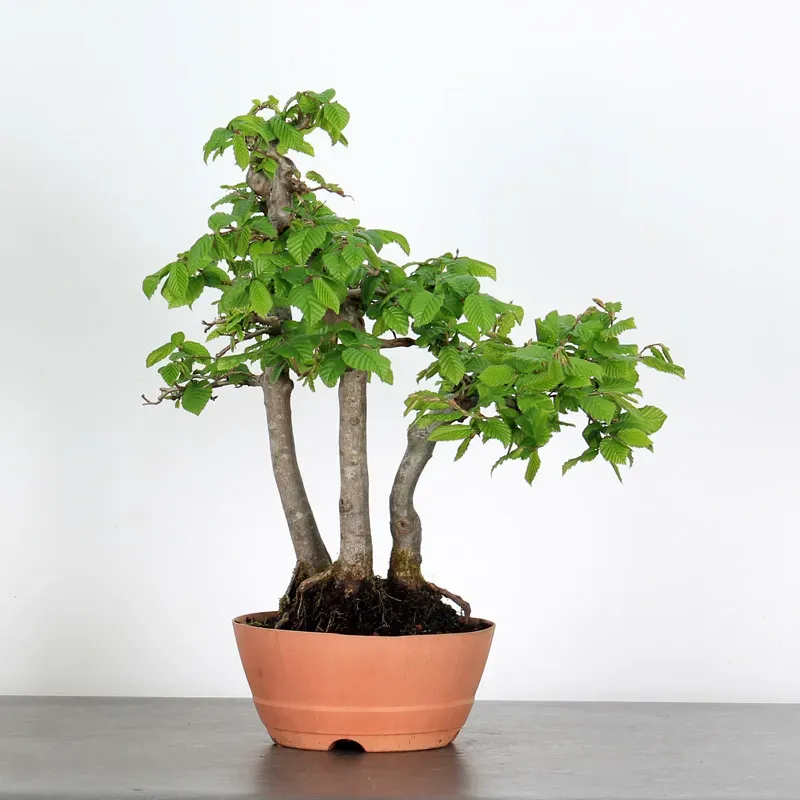 image supplémentaire - PREBONSAI FORÊT CHARME...