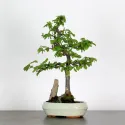 CHARME AVEC ROCHE "Carpinus" 1-1
