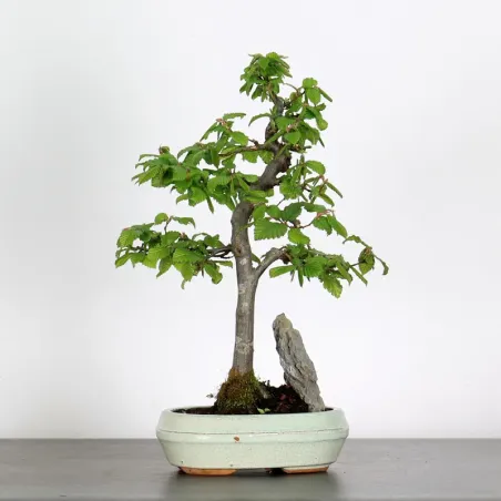 image supplémentaire - HORNBEAM "CARPINUS" WITH...