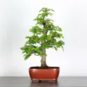 CHARME "Carpinus" 1-14
