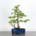 CHARME AVEC ROCHE "Carpinus" 1-3
