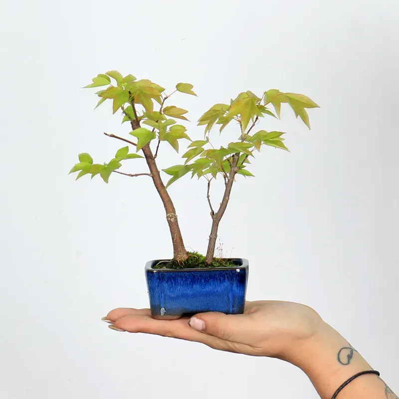 ACER BUERGERIANUM 1-1
