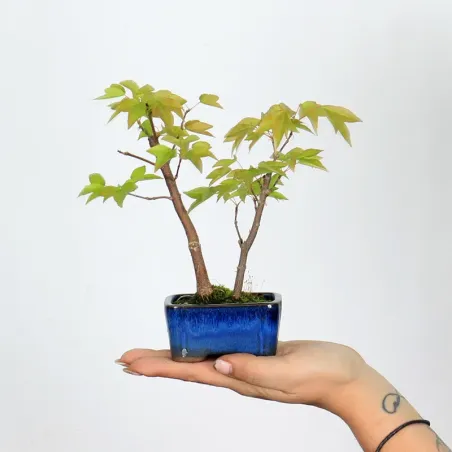 Bonsai Erable Burger Shohin 1-1