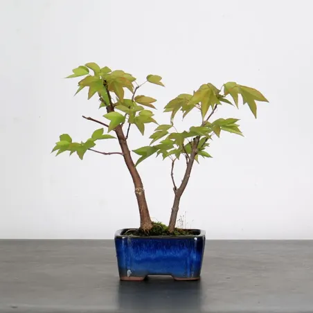 image supplémentaire - ACER BUERGERIANUM 1-1