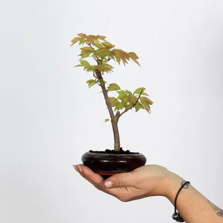 Bonsai Erable Burger Shohin 1-2