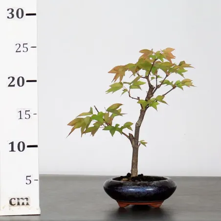 image supplémentaire - ACER BUERGERIANUM 1-2