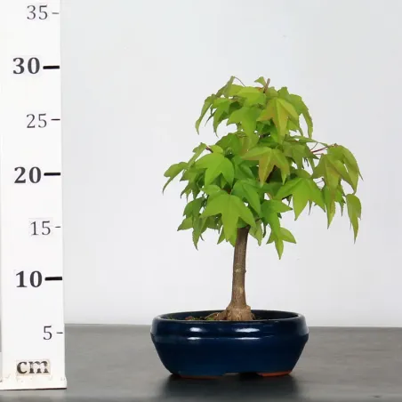 image supplémentaire - ACER BUERGERIANUM 1-3