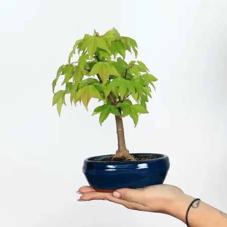 Bonsai Erable Burger Shohin 1-3
