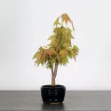 ACER BUERGERIANUM 1-4