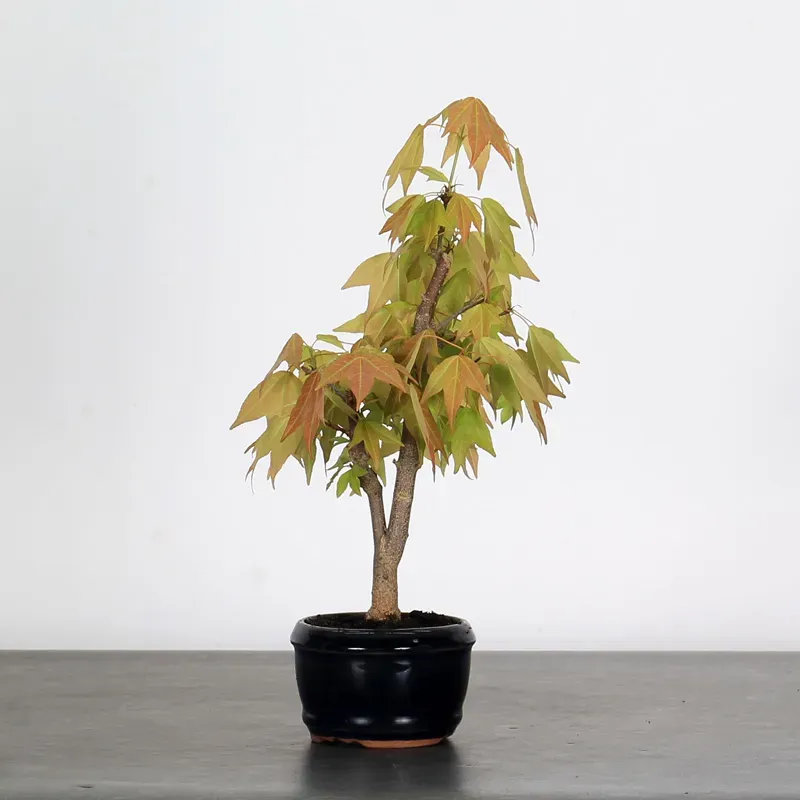 ACER BUERGERIANUM 1-4