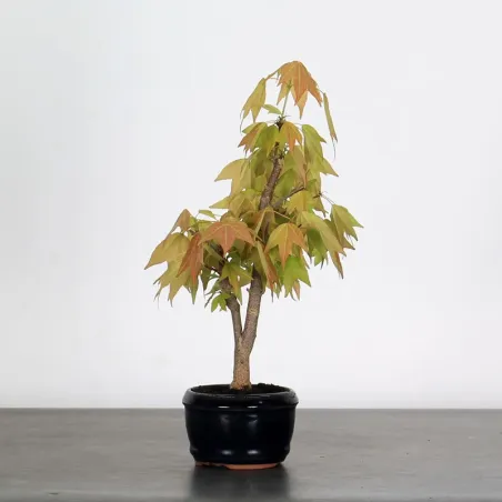 Bonsai Erable Burger Shohin 1-4