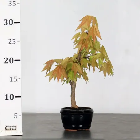 image supplémentaire - ACER BUERGERIANUM 1-4