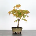 ACER BUERGERIANUM 1-5