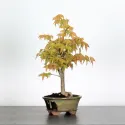 ACER BUERGERIANUM 1-6