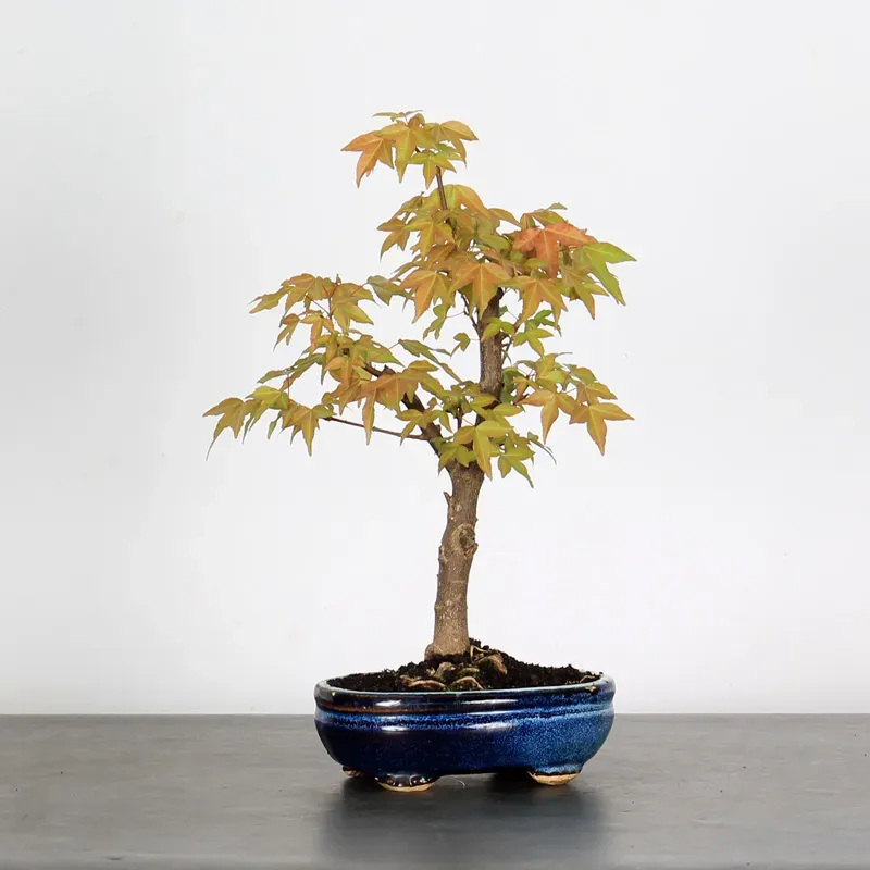 Bonsai Erable Burger Shohin 1-7