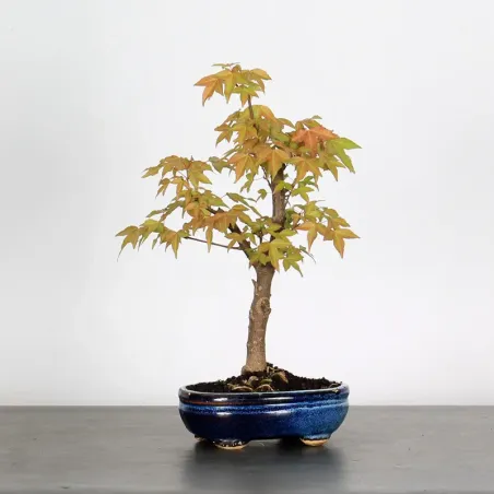 Bonsai Erable Burger Shohin 1-7