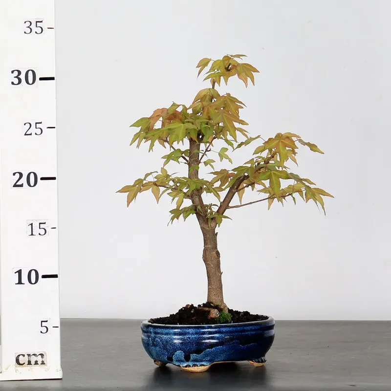 image supplémentaire - ACER BUERGERIANUM 1-7
